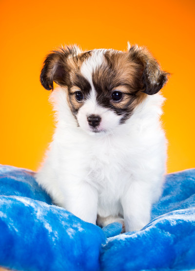 橙色背景上的小狗蝶耳犬的肖像
