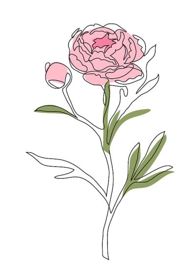 牡丹花早早连续线矢量设计。粉色牡丹早午餐一线画艺术插图