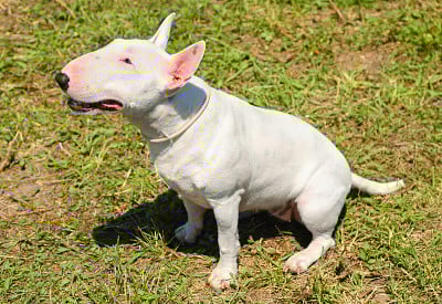 白色犬