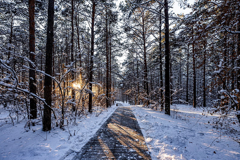 雪后的中国长春净月潭国家森林公园风景