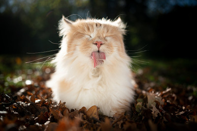 长毛猫在户外梳毛
