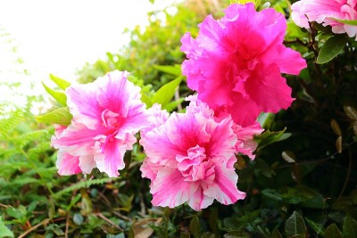 春天，花，春天的花，野花，花坛，花园，