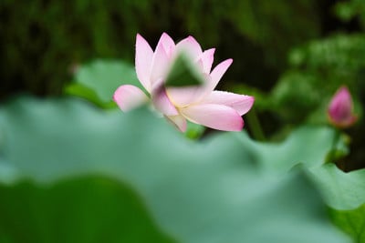 粉红色的荷花和绿色的叶子合上了