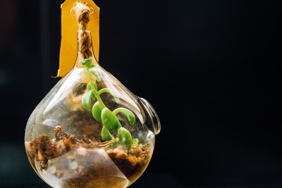 特写的肉质植物在玻璃容器与标签和黄麻绳在黑色的背景