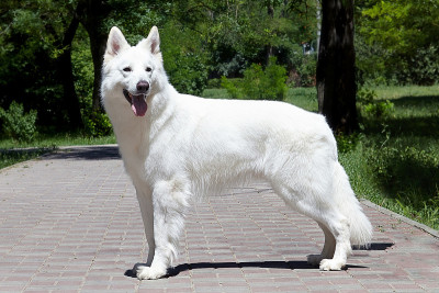 大白瑞士牧羊犬品种雪白漂亮的狗。