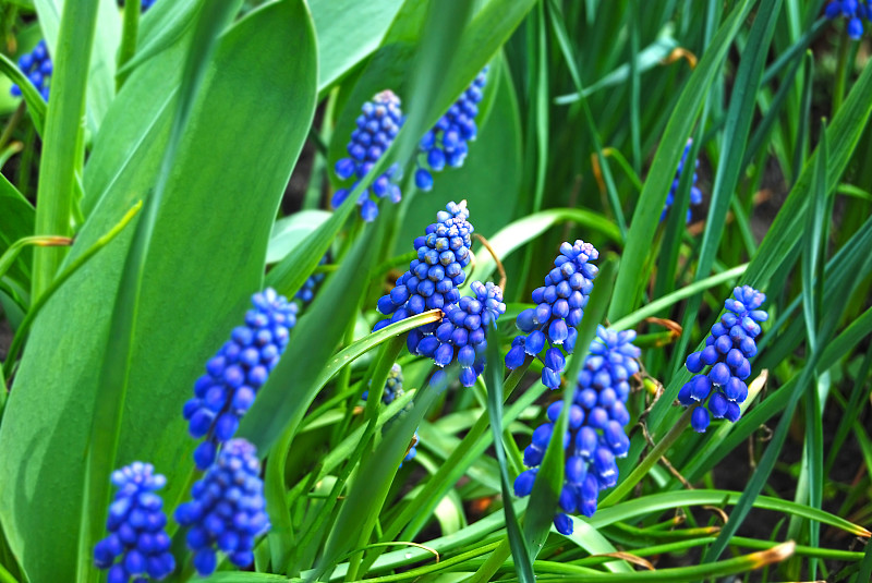 紫色的风信子花