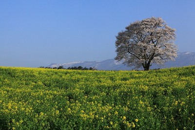 Mt.Iwate和樱花