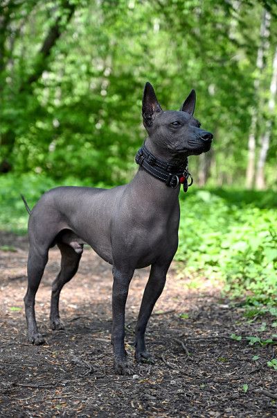 美丽的雄性墨西哥无毛犬(Xoloitzcuintle)在黑色的项圈中站在绿色的森林背景