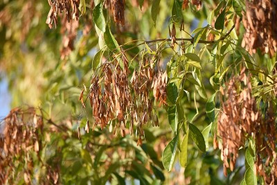 Fraxinus griffithii水果。