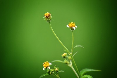 美丽的小花朵在优雅的绿色自然背景下