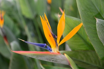 百花西班牙