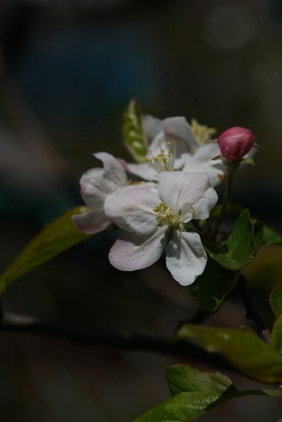 花的苹果