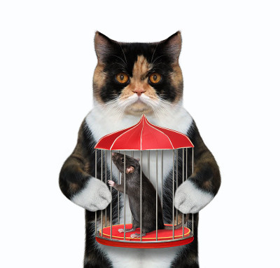 猫和黑老鼠关在笼子里