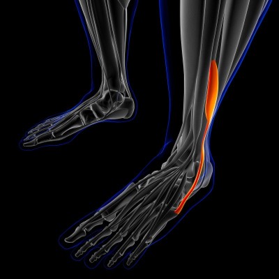 医用概念腓骨短肌解剖3D插图