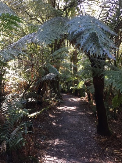 Maits Rest Rainforest Walk