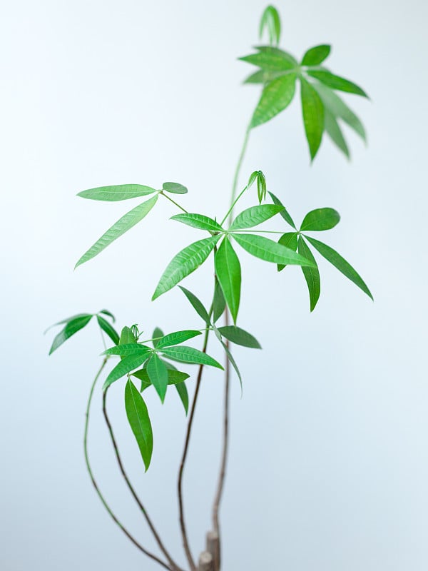 房子植物Pachira