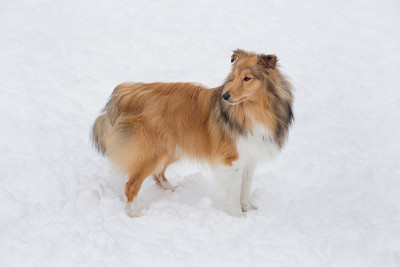 可爱的苏格兰牧羊犬站在冬天公园的白雪上。宠物的动物。