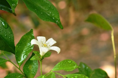 橙色的热带茉莉花与水滴盛开在花园里
