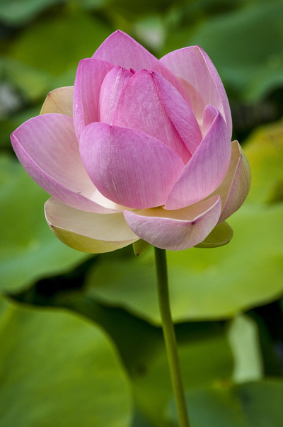 神圣的莲花