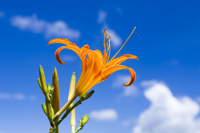 黄花菜花