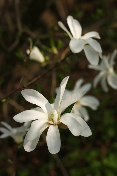 木兰的花