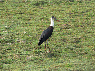 毛颈鹳，Ciconia episcopus，卡兹兰加国家公园，阿萨姆邦，印度