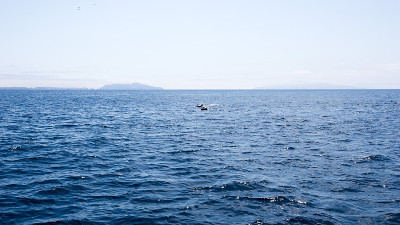 加州海峡群岛附近的海豚