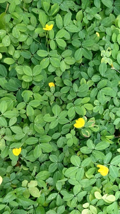 绿叶花生花