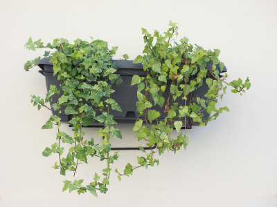 常春藤植物背景