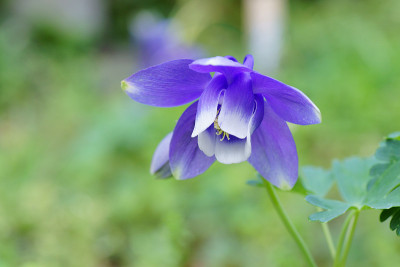 耧斗菜