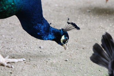 孔雀