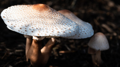 一簇阳伞蘑菇从地上冒出来