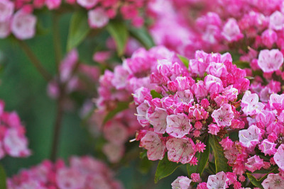 Kalmia