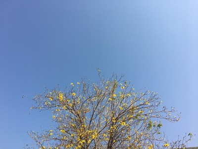 黄色的花映衬着天空