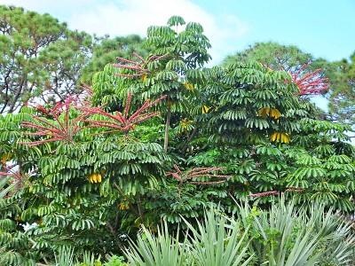 昆士兰伞树(Schefflera actinophylla)的红色穗状花生长在佛罗里达