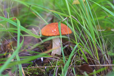 新鲜的红顶疥疮茎(金Leccinum aurantiacum)蘑菇生长在一个绿色的草地在森林在秋天