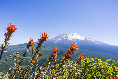 美国加利福尼亚州西斯基尤县(Siskiyou County)盛开的印度毛笔(Castilleja)野