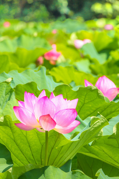 莲花