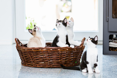 可爱的小猫好奇地抬头看