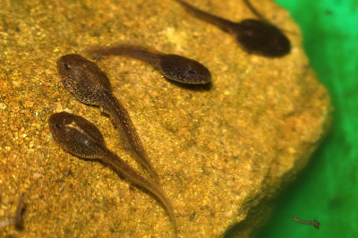 小蝌蚪和蚊子幼虫在池塘里游泳