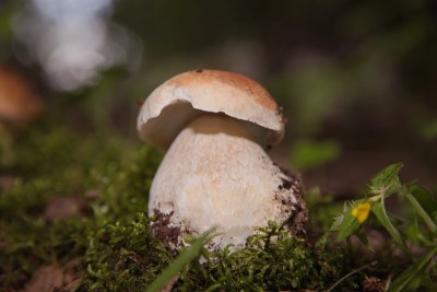 牛肝菌王牛肝菌