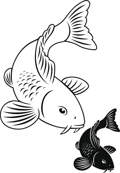 鲤鱼锦鲤