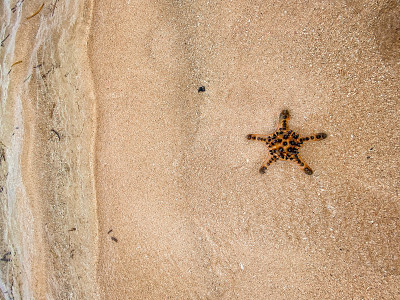 海滩上的海星紧挨着海水