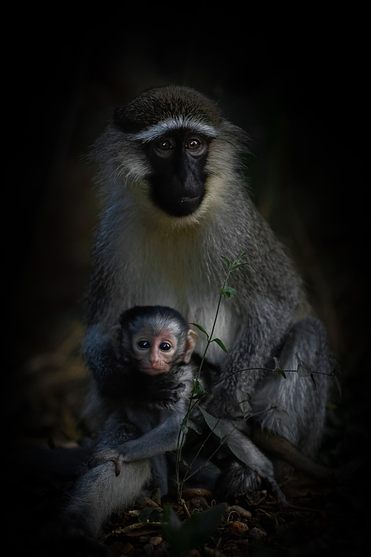 乌干达Murchison Falls，母黑长尾猴(Chlorocebus pygerythrus)抱