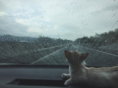 孟加拉小猫在车里
