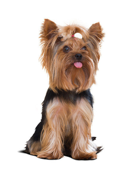 约克夏梗犬