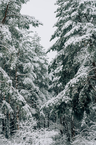 在一场大雪中白雪覆盖的松林景观