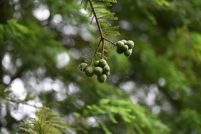 白杉(白杉)坚果。