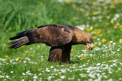金鹰(Aquila chrysaetos)