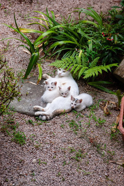 父母和小猫